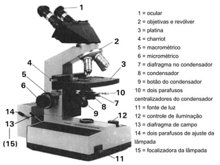 1 = ocular    2 = objetivas e revólver    3 = platina    4 = charriot    5 = macrométrico    6 = micrométrico    7 = diafragma no condensador    8 = condensador    9 = botão do condensador  10 = dois parafusos centralizadores do condensador  11 = fonte de luz  12 = controle de iluminação  13 = diafragma de campo  14 = dois parafusos de ajuste da lâmpada  15 = focalizadora da lâmpada  