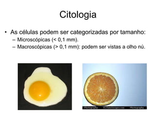 Citologia As células podem ser categorizadas por tamanho: Microscópicas (< 0,1 mm). Macroscópicas (> 0,1 mm): podem ser vistas a olho nú. 