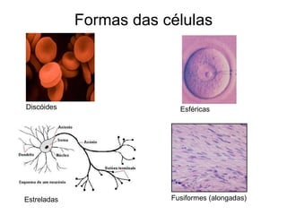 Formas das células Esféricas Fusiformes (alongadas) Discóides Estreladas 