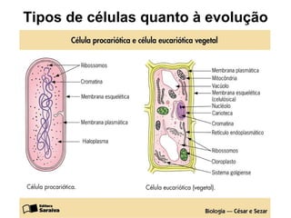 Tipos de células quanto à evolução 