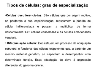Tipos de células: grau de especialização Células desdiferenciadas:  São células que por algum motivo, ao perderem a sua especialização, reassumem o padrão de célula indiferenciada e passam a multiplicar de forma descontrolada. Ex.: células cancerosas e as células embrionárias vegetais. Diferenciação celular:  Consiste em um processo de adaptação estrutural e funcional das células totipotentes que, a partir de um mesmo material genético, se capacitam a desempenhar uma determinada função. Essa adaptação de deve à expressão diferencial do genoma celular. 