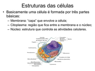 Estruturas das células Basicamente uma célula é formada por três partes básicas: Membrana: “capa” que envolve a célula; Citoplasma: região que fica entre a membrana e o núcleo; Núcleo: estrutura que controla as atividades celulares. 