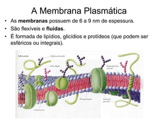 A Membrana Plasmática As  membranas  possuem de 6 a 9 nm de espessura.  São flexíveis e  fluídas .   É formada de lipídios, glicídios e protídeos (que podem ser esféricos ou integrais).  