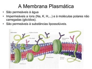 A Membrana Plasmática São permeáveis à água   Impermeáveis a íons (Na, K, H,...) e à moléculas polares não carregadas (glicídios).   São permeáveis à substâncias lipossolúveis. 