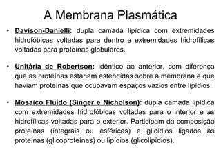 A Membrana Plasmática Davison-Danielli :  dupla camada lipídica com extremidades hidrofóbicas voltadas para dentro e extremidades hidrofílicas voltadas para proteínas globulares.  Unitária de Robertson :  idêntico ao anterior, com diferença que as proteínas estariam estendidas sobre a membrana e que haviam proteínas que ocupavam espaços vazios entre lipídios.  Mosaico Fluído (Singer e Nicholson) :  dupla camada lipídica com extremidades hidrofóbicas voltadas para o interior e as hidrofílicas voltadas para o exterior. Participam da composição proteínas (integrais ou esféricas) e glicídios ligados às proteínas (glicoproteínas) ou lipídios (glicolipídios).  