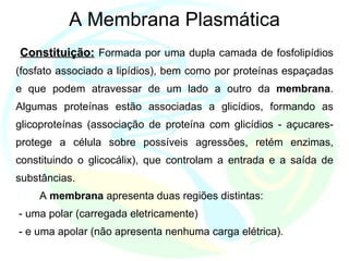 A Membrana Plasmática Constituição:   Formada por uma dupla camada de fosfolipídios (fosfato associado a lipídios), bem como por proteínas espaçadas e que podem atravessar de um lado a outro da  membrana . Algumas proteínas estão associadas a glicídios, formando as glicoproteínas (associação de proteína com glicídios - açucares- protege a célula sobre possíveis agressões, retém enzimas, constituindo o glicocálix), que controlam a entrada e a saída de substâncias.          A  membrana  apresenta duas regiões distintas: - uma polar (carregada eletricamente)   - e uma apolar (não apresenta nenhuma carga elétrica).  