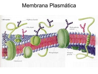 Membrana Plasmática 