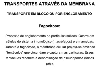 TRANSPORTES ATRAVÉS DA MEMBRANA TRANSPORTE EM BLOCO OU POR ENGLOBAMENTO Fagocitose:   Processo de englobamento de partículas sólidas. Ocorre em células do sistema imunológico (macrófagos) e em amebas. Durante a fagocitose, a membrana celular projeta-se emitindo “tentáculos” que circundam e capturam as partículas. Esses tentáculos recebem a denominação de pseudópodos (falsos pés). 