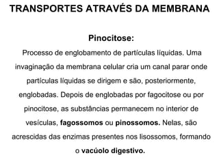 TRANSPORTES ATRAVÉS DA MEMBRANA Pinocitose: Processo de englobamento de partículas líquidas. Uma invaginação da membrana celular cria um canal parar onde partículas líquidas se dirigem e são, posteriormente, englobadas. Depois de englobadas por fagocitose ou por pinocitose, as substâncias permanecem no interior de vesículas,  fagossomos  ou  pinossomos.  Nelas, são acrescidas das enzimas presentes nos lisossomos, formando o  vacúolo digestivo.   