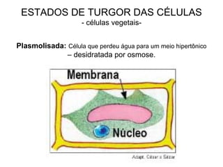 ESTADOS DE TURGOR DAS CÉLULAS - células vegetais- Plasmolisada:   Célula que perdeu água para um meio hipertônico –  desidratada por osmose. 