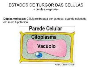 ESTADOS DE TURGOR DAS CÉLULAS - células vegetais- Deplasmolisada:  Célula reidratada por osmose, quando colocada em meio hipotônico. 
