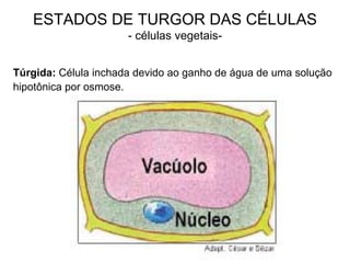 ESTADOS DE TURGOR DAS CÉLULAS - células vegetais- Túrgida:  Célula inchada devido ao ganho de água de uma solução hipotônica por osmose. 