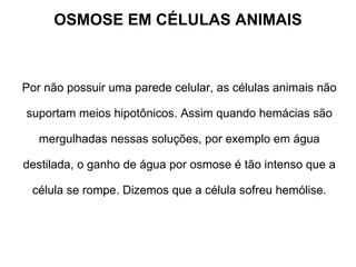 OSMOSE EM CÉLULAS ANIMAIS Por não possuir uma parede celular, as células animais não suportam meios hipotônicos. Assim quando hemácias são mergulhadas nessas soluções, por exemplo em água destilada, o ganho de água por osmose é tão intenso que a célula se rompe. Dizemos que a célula sofreu hemólise. 