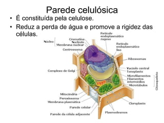 Parede celulósica É constituída pela celulose. Reduz a perda de água e promove a rigidez das células. 