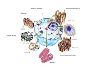 Retículo Endoplasmático Liso Retículo Endoplasmático Rugoso Ribossomos Núcleo Membrana Plasmática Mitocôndria Complexo de Golgi Lisossomos Centríolos 