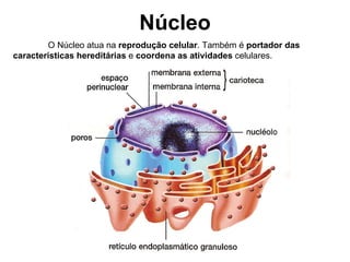 Núcleo O Núcleo atua na  reprodução celular . Também é  portador das características hereditárias  e  coordena as atividades  celulares. 