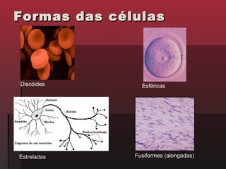 Formas das células




Discóides       Esféricas




Estreladas    Fusiformes (alongadas)
 