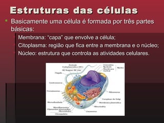 Estruturas das células
 Basicamente uma célula é formada por três partes
  básicas:
     Membrana: “capa” que envolve a célula;
     Citoplasma: região que fica entre a membrana e o núcleo;
     Núcleo: estrutura que controla as atividades celulares.
 