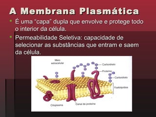 A Membrana Plasmática
 É uma “capa” dupla que envolve e protege todo
  o interior da célula.
 Permeabilidade Seletiva: capacidade de
  selecionar as substâncias que entram e saem
  da célula.
 