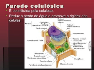 Parede celulósica
 É constituída pela celulose.
 Reduz a perda de água e promove a rigidez das
  células.
 