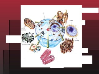 Membrana Plasmática                           Retículo Endoplasmático Liso



                    Mitocôndria




                                                                                                 Núcleo




Complexo de Golgi




                                                                                                 Ribossomos



                          Lisossomos

                                                                          Retículo Endoplasmático Rugoso




                                                             Centríolos
 