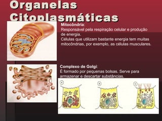 Organelas
Citoplasmáticas
       Mitocôndria:
       Responsável pela respiração celular e produção
       de energia.
       Células que utilizam bastante energia tem muitas
       mitocôndrias, por exemplo, as células musculares.




      Complexo de Golgi:
      É formado por pequenas bolsas. Serve para
      armazenar e descartar substâncias.
 