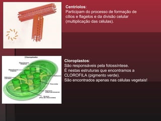 Centríolos:
Participam do processo de formação de
cílios e flagelos e da divisão celular
(multiplicação das células).




Cloroplastos:
São responsáveis pela fotossíntese.
É nestas estruturas que encontramos a
CLOROFILA (pigmento verde).
São encontrados apenas nas células vegetais!
 