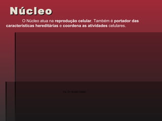 Núcleo
        O Núcleo atua na reprodução celular. Também é portador das
características hereditárias e coordena as atividades celulares.




                            Fig. 24: Núcleo Celular
 