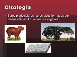 Citologia
 Seres pluricelulares: seres vivos formados por
  muitas células. Ex: animais e vegetais.
 