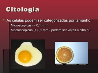 Citologia
 As células podem ser categorizadas por tamanho:
   Microscópicas (< 0,1 mm).
   Macroscópicas (> 0,1 mm): podem ser vistas a olho nú.
 