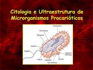 Citologia e Ultraestrutura de Microrganismos Procarióticos 