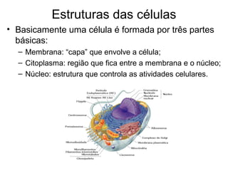 Estruturas das células
• Basicamente uma célula é formada por três partes
básicas:
– Membrana: “capa” que envolve a célula;
– Citoplasma: região que fica entre a membrana e o núcleo;
– Núcleo: estrutura que controla as atividades celulares.
 
