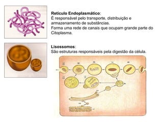 Retículo Endoplasmático:
É responsável pelo transporte, distribuição e
armazenamento de substâncias.
Forma uma rede de canais que ocupam grande parte do
Citoplasma.


Lisossomos:
São estruturas responsáveis pela digestão da célula.
 