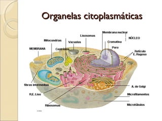 Organelas citoplasmáticas
 