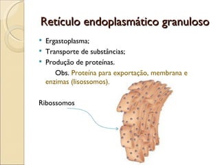 Retículo endoplasmático granuloso
   Ergastoplasma;
   Transporte de substâncias;
   Produção de proteínas.
       Obs. Proteína para exportação, membrana e
    enzimas (lisossomos).

Ribossomos
 