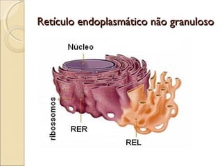 Retículo endoplasmático não granuloso
 