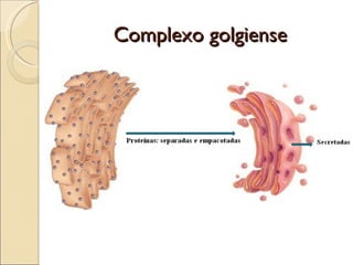Complexo golgiense
 