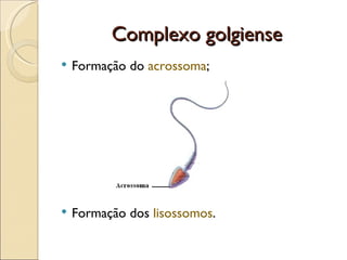 Complexo golgiense
   Formação do acrossoma;




   Formação dos lisossomos.
 