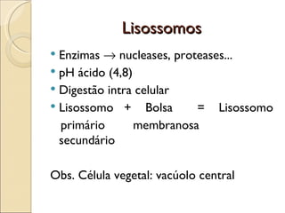 Lisossomos
 Enzimas → nucleases, proteases...
 pH ácido (4,8)
 Digestão intra celular
 Lisossomo + Bolsa        = Lisossomo
  primário       membranosa
  secundário

Obs. Célula vegetal: vacúolo central
 
