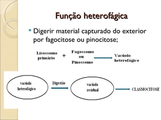 Função heterofágica
   Digerir material capturado do exterior
    por fagocitose ou pinocitose;
 