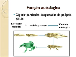 Função autofágica
   Digerir partículas desgastadas da própria
    célula;
 
