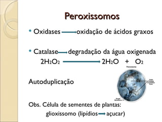 Peroxissomos
   Oxidases     oxidação de ácidos graxos

   Catalase   degradação da água oxigenada
      2H2O2              2H2O + O2

Autoduplicação


Obs. Célula de sementes de plantas:
      glioxissomo (lipídios açucar)
 