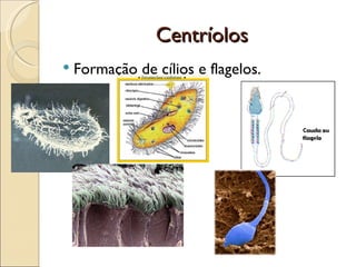Centríolos
   Formação de cílios e flagelos.
 