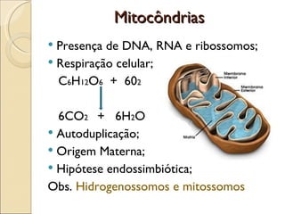 Mitocôndrias
 Presença de DNA, RNA e ribossomos;
 Respiração celular;
  C6H12O6 + 602

  6CO2 + 6H2O
 Autoduplicação;
 Origem Materna;
 Hipótese endossimbiótica;
Obs. Hidrogenossomos e mitossomos
 