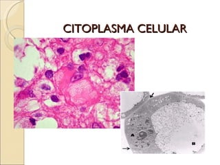 CITOPLASMA CELULAR
 