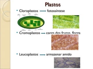 Plastos
   Cloroplastos    fotossíntese




   Cromoplastos   cores dos frutos, flores




   Leucoplastos   armazenar amido
 