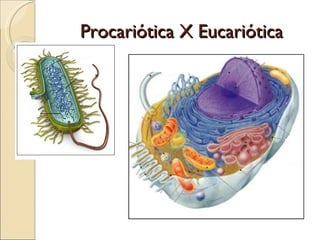 Procariótica X Eucariótica
 