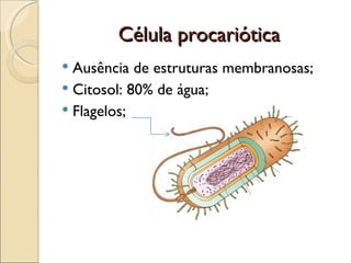 Célula procariótica
 Ausência de estruturas membranosas;
 Citosol: 80% de água;
 Flagelos;
 