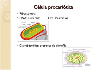 Célula procariótica
   Ribossomos;
   DNA: nucleóide        Obs. Plasmídios




   Cianobactérias: presença de clorofila
 