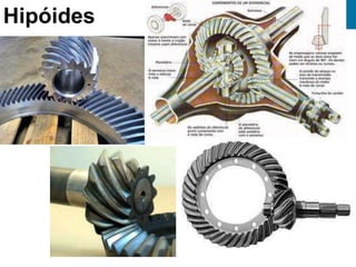 Hipóides
 